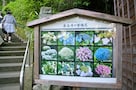 鎌倉、初夏の花めぐり。長谷寺と光則寺