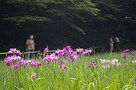 見ごろは7月初旬まで。明治神宮の花菖蒲