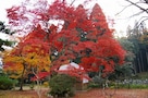 京都の紅葉はここが穴場だ！その2.洛北編