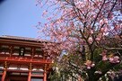 必見です！鎌倉、早春のお花見カレンダー