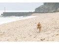 犬種による特性を知ろう……犬と暮らす前に！