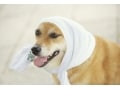 犬の元気がない・食欲がない？ 犬の夏バテや熱中症の症状や対策