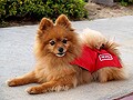 雷恐怖症で悩む愛犬達に耳寄り情報！