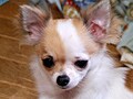 小さな体に犬らしさを秘めたチワワ