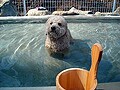 人気温泉スポットに誕生した“わんこの湯”