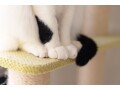 晩年を迎えた猫との過ごし方……老猫のケアとは