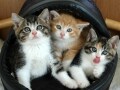 三毛猫のオスの生まれる確率が低い理由は？希少カラーなど