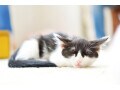 猫と赤ちゃんが家の中で一緒に生活するには？3つ解決したい疑問