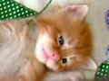 ある兄弟子猫の成長アルバムVol.3　子猫が生まれて４週目まで～