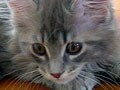 ネコ腸コロナウイルスと抗体価検査　ネコ伝染性腹膜炎＝FIP