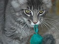 猫の色彩感覚や見える色はどんなもの？猫の目の秘密を解説