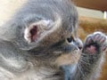 ネコが住んでいる世界　ネコの嗅覚
