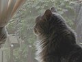 これからネコと暮らす方へ-Vol.2　外は危険がいっぱい！！