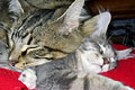 『あんな顔、こんなポーズ・ネコ写真集』09/26　寝姿１００選-Vol.7