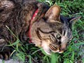 ネコを外に出すこと－本当の加害者は誰？！