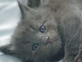 『あんな顔、こんなポーズ・ネコ写真集』01/09 ごろんごろん