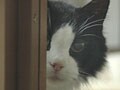 猫の腎臓と腎機能の状態を知るための検査