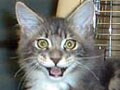 『あんな顔、こんなポーズ・ネコ写真集』01/30 笑い猫