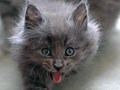 『あんな顔、こんなポーズ・ネコ写真集』02/27 もらいあくび