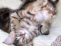 ネコ写真04/03　ナメナメ→エキサイト！