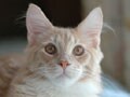 動物病院マイクロチップアンケート:前半