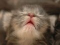 ネコ写真04/17 寝姿１００選-Vol.13