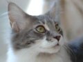動物病院マイクロチップアンケート:後半