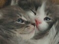 ネコ写真04/24 なかよし－Ver.3