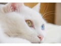 猫の皮膚について……その特徴や役割は？