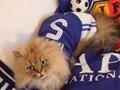 ネコ写真06/12 サッカー応援にゃん