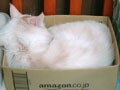 ネコ写真09/04 正しい箱の入り方
