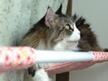 夏休みの工作：猫ハンモックを作ろう！