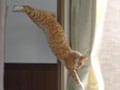 ネコ写真11/20 跳びます・跳びます！