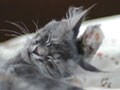 猫写真 01/08 明日は雨？
