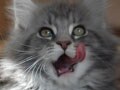 猫写真 02/12 舌、ながいよ～