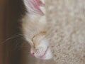 猫写真 02/26 寝姿１００選-Vol.23