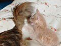 猫写真 03/05 ボクのおもちゃ