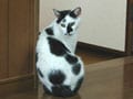 猫写真 03/19 見かえり美人-Ver.2