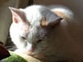 猫写真 03/26 寝姿１００選-Vol.24