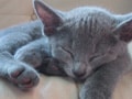 猫を購入する前に確認したいこと　２