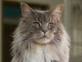 猫のイベント＆アート／６月