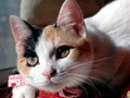猫の栄養学講座　炭水化物