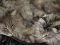 猫写真 6/25 寝姿１００選-Vol.27