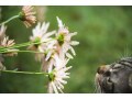 猫にとって危険な植物一覧……桜は猫にとって毒？
