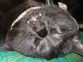 猫写真 7/30 寝姿１００選-Vol.28