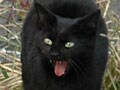 誤った迷信　黒猫は不吉？－２