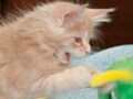 猫写真 8/20 ねこじゃらしの使い方