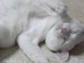 猫写真 8/27 寝姿１００選-Vol.30