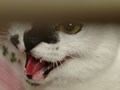 ４歳の先住猫と１０歳の新人猫の同居は？！