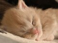 猫写真　9/24　寝姿１００選-Vol.31